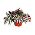 Exotenherz - fleur à trois mâts - Tradescantia zebrina - plante d'intérieur à suspendre facile d'entretien - pot de 12 cm-0