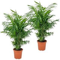 2x Chamaedorea Elegans - Palmier nain mexicain - Plante d'intérieur - purificateur d'air – D17 cm - H50-60 cm