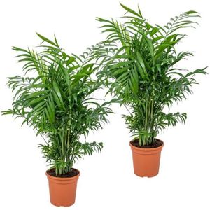 PLANTE POUSSÉE 2x Chamaedorea Elegans - Palmier nain mexicain - Plante d'intérieur - purificateur d'air – D17 cm - H50-60 cm