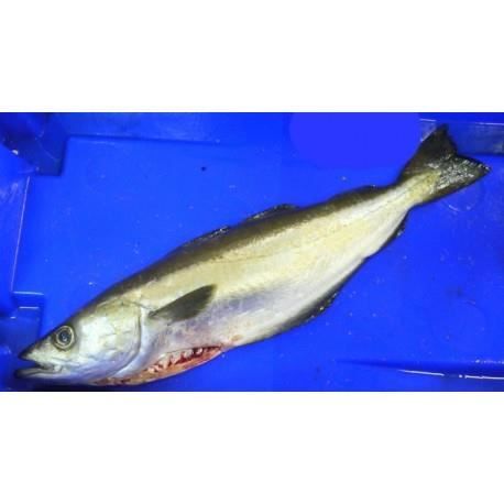 Lieu jaune entier vidé - Pièce de 2kg