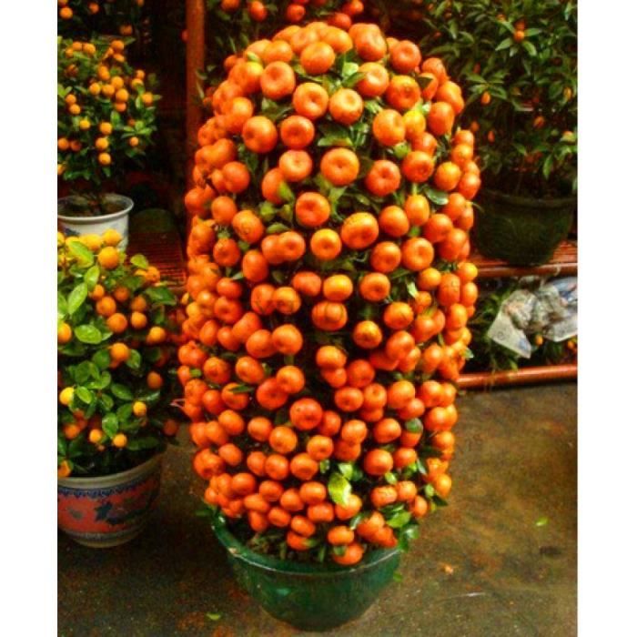 Version 1 - Grande Promotion! Bonsaï Nain Mandarine Orange Intérieur Extérieur Arbre Fruitier 0 Pièces + Aa, # Vrsvu #30 #45