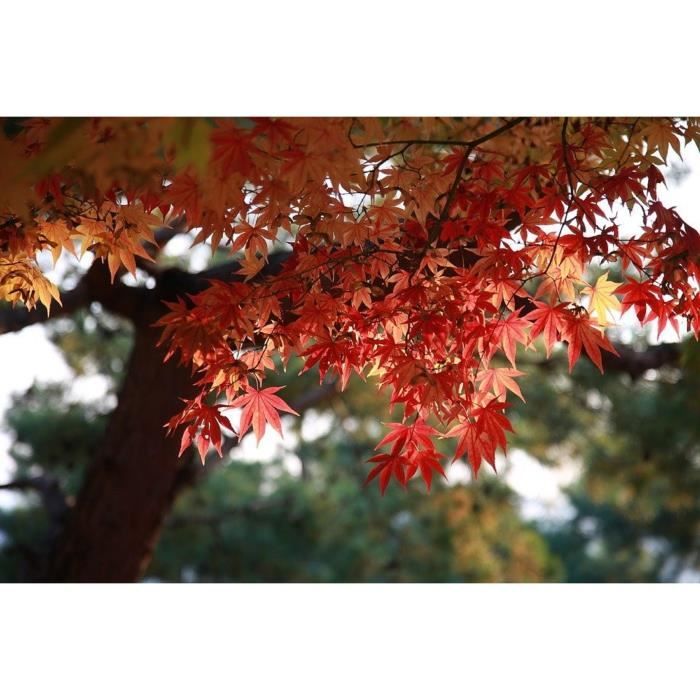10 Graines d'érable du Japon - jardin arbre bonsaï japonais - methode Bio