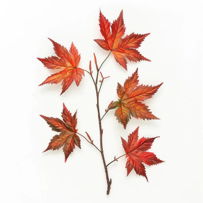 10 Graines d'érable du Japon - jardin arbre bonsaï japonais - methode Bio