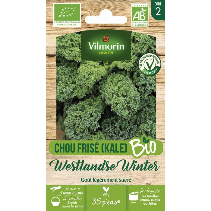 Sachet graines Chou Frisé ( KALE ) Westlandse Winter BIO - Brassica oleracea var. sabellica