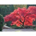 10 Graines d'érable du Japon (Acer palmatum) jardin arbre bonsaï japonais-1