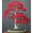 10 Graines d'érable du Japon (Acer palmatum) jardin arbre bonsaï japonais-2