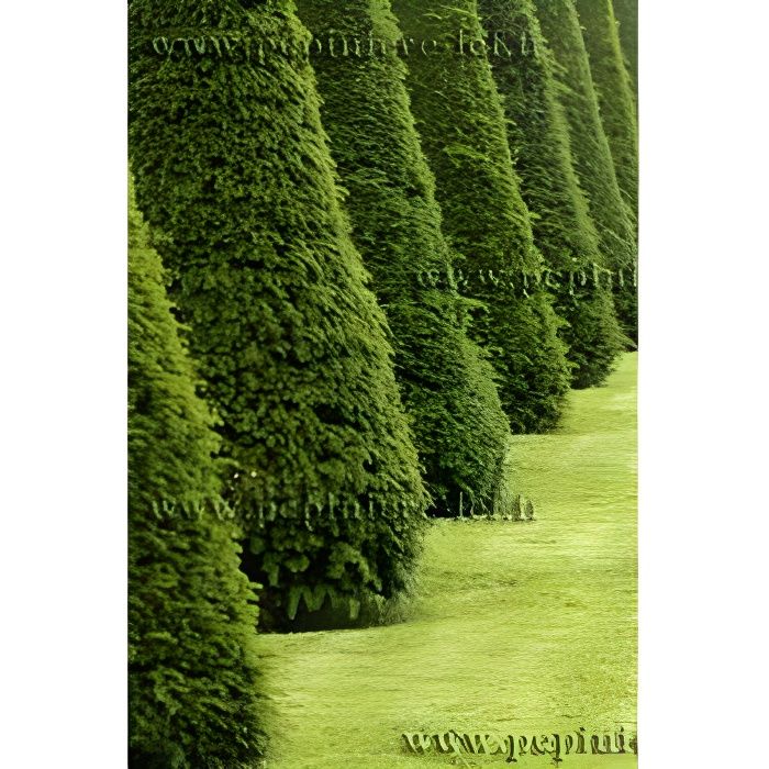 If TAXUS BACCATA - haie arbuste persistant