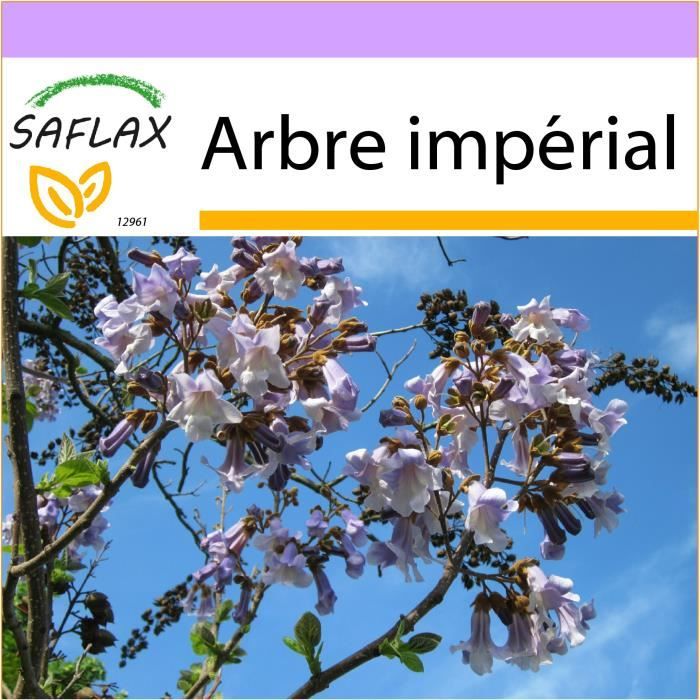 SAFLAX - Arbre impérial - 200 graines - Paulownia tomentosa