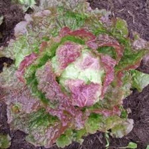 Graines - Semences de Salade d'ete