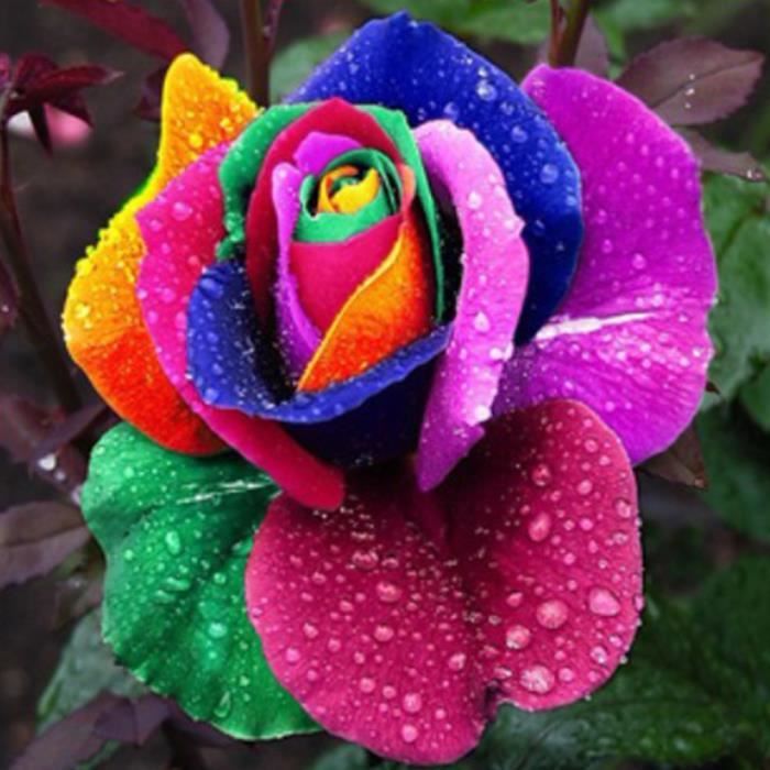 Multicolore 200 Pcs Arc En Ciel Rose Fleur Graines Jardin Plantes Graines Graines De Fleurs Achat Vente Graine Semence Multicolore 200 Pcs Arc En Cdiscount