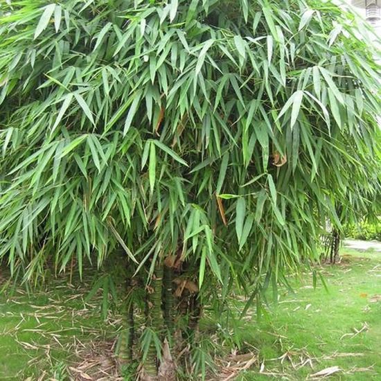 30 graines Bambusa Ventricosa