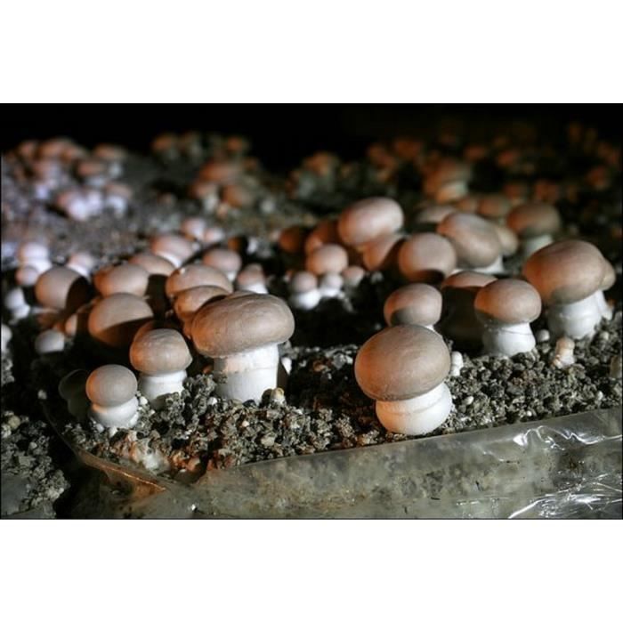 Mycélium de Champignons de Paris Brun Kit de culture champignons (tube, 50ml)