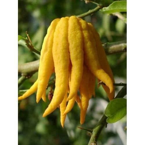 Agrume rare Main de Bouddha Cédratier citrus medica digita