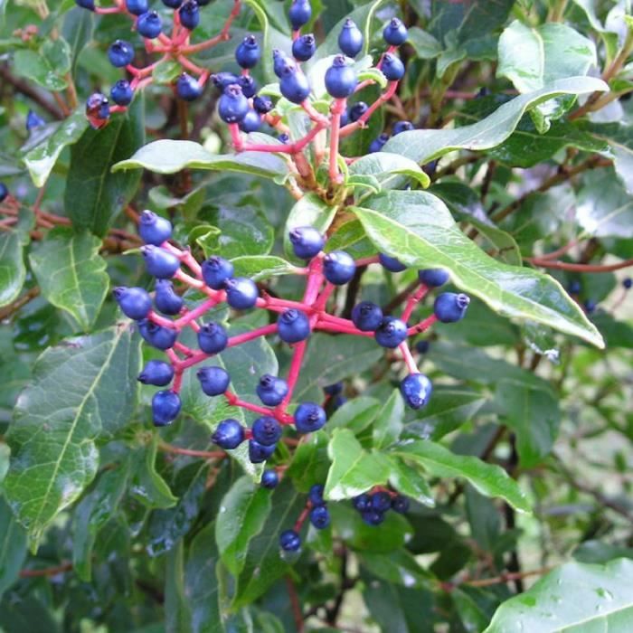 Planting Viburnum Tinus