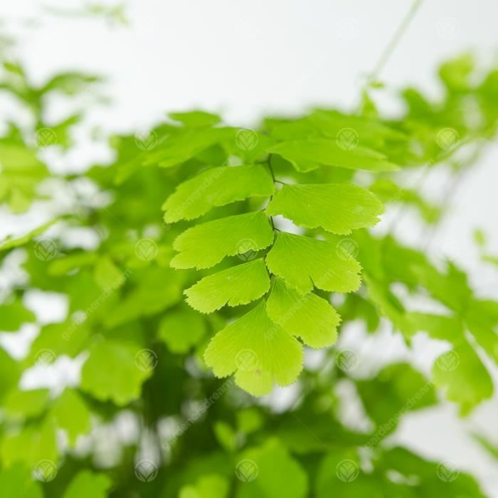 Adiantum raddianum Capillaire Fougère Cheveux de Vénus - Plante d