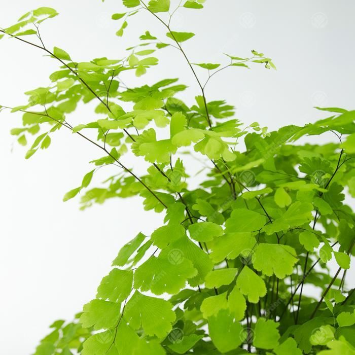 Fougère Cheveux De Vénus Adiantum Raddianum Fragrans - Plante Intérieur Pot 12cm GardenersDream