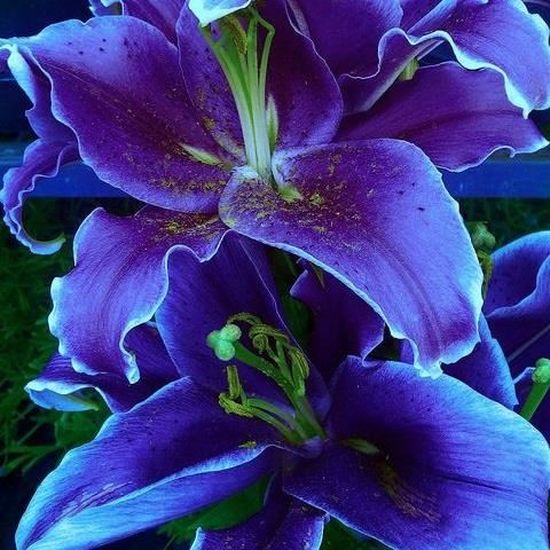 Graine fleurs rare lys bleu lot de 10 graines coloris assortit - Cdiscount