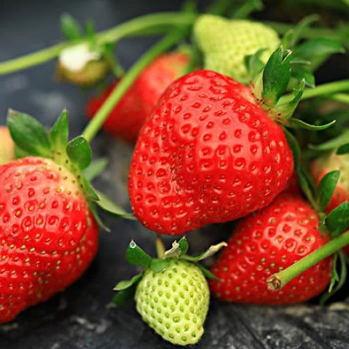 Graine semence graines de fraise 300pcs- pack