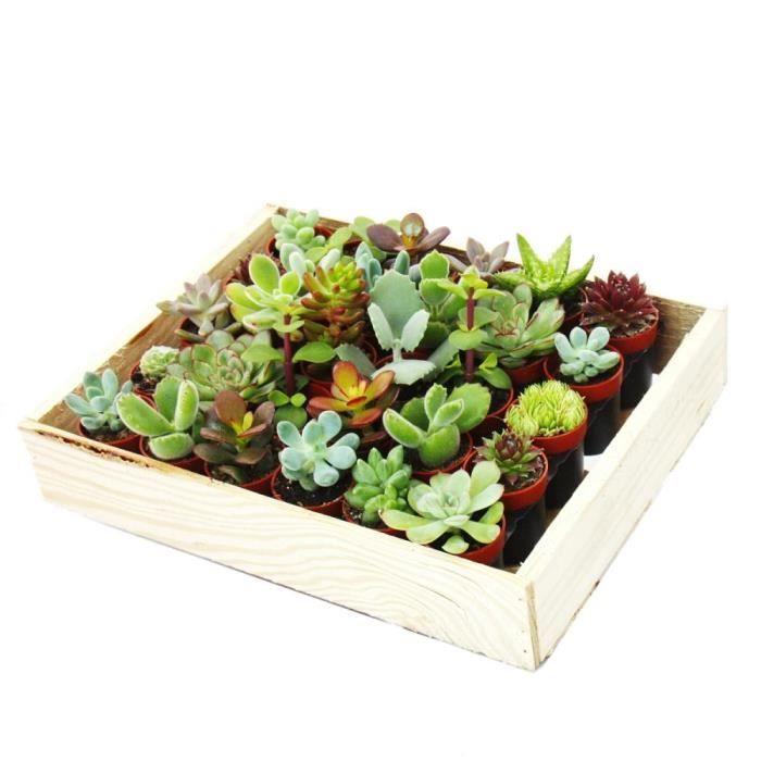 Exotenherz - Mini cactus et succulents - Lot de 20 plantes