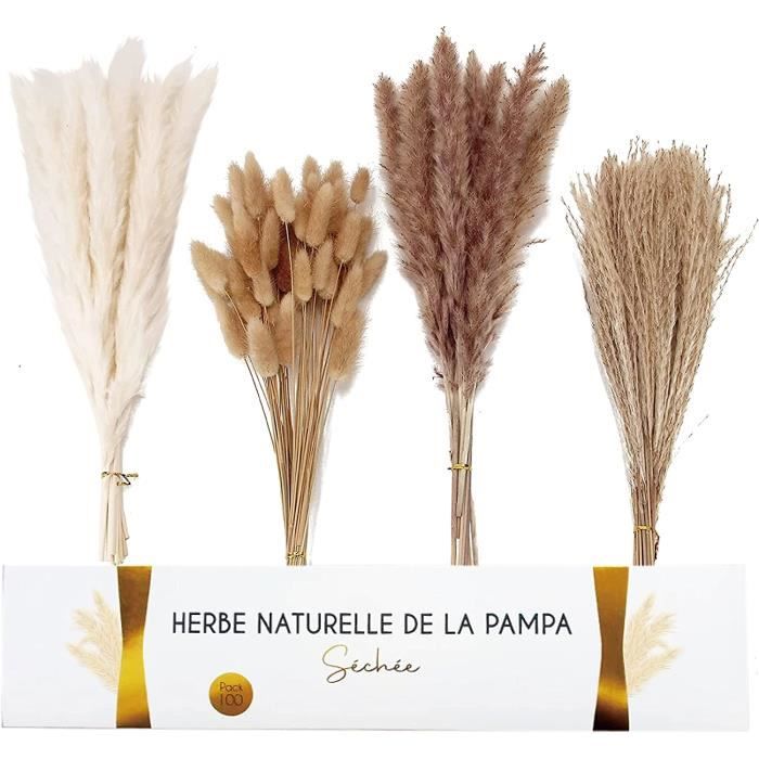 KAARON Lot 100 Herbes de la Pampa séchées, Fleur Naturelle séchée de ...