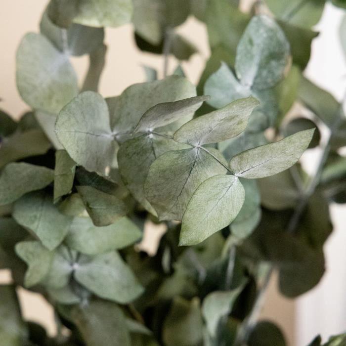 Branches d'eucalyptus fraîche cinerea - le feuillage idéal pour créer