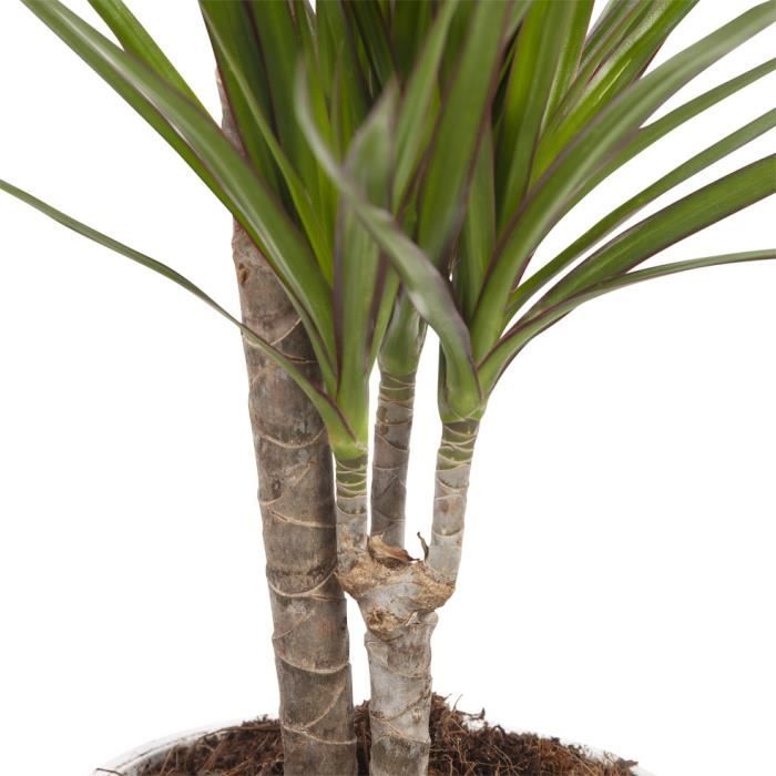 Plante d'intérieur - Dracaena 2 troncs + Pot Blanc - Vente en ligne au  meilleur prix