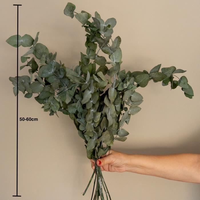 Branches d'eucalyptus fraîche cinerea - le feuillage idéal pour créer