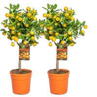 Mandarinier 'Calamondin' - Arbre fruitier - Persistant - D19 cm - H55-65 cm