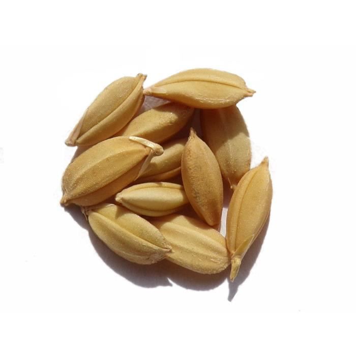 Riz Japonais Koshihikari - 100 graines - Oryza Sativa Japonica - Japan Rice - SEM09