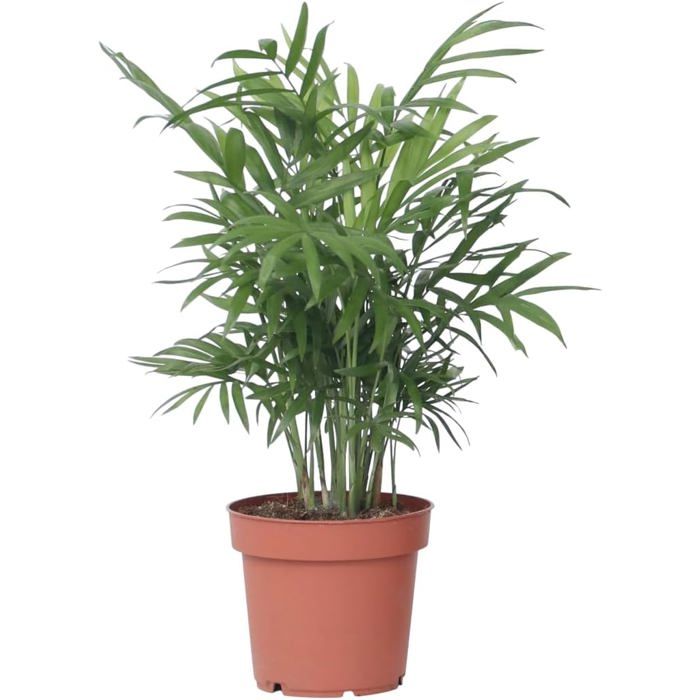 Palmier De Montagne Chamaedorea Elegans – Plante Intérieur Facile – Hauteur ≈70 Cm – Pot 17 Cm