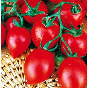 GRAINE - SEMENCE Graines de tomate en petit flacon-légumes-lycopersicum esculenthum-environ 700 graines-les meilleures graines de plantes-fleur[371]