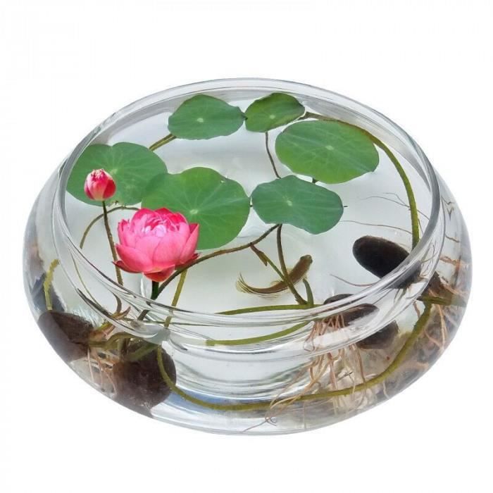 10 MS Bury Bonsai Lotus Graines Bol Nelumbo Nucifera Bassin Aquarium Fleur Nouveau