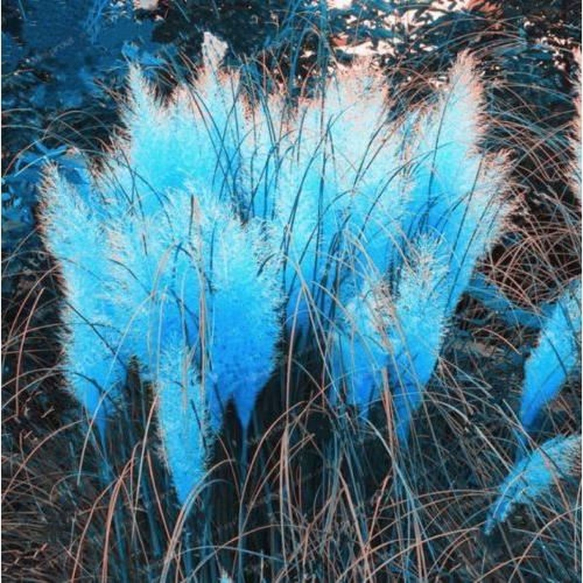 500pcs Herbe Pampas Cortaderia Selloana Graines Rare Fleur Pour Maison  Jardin Décor, Couleur Bleu - Cdiscount Jardin