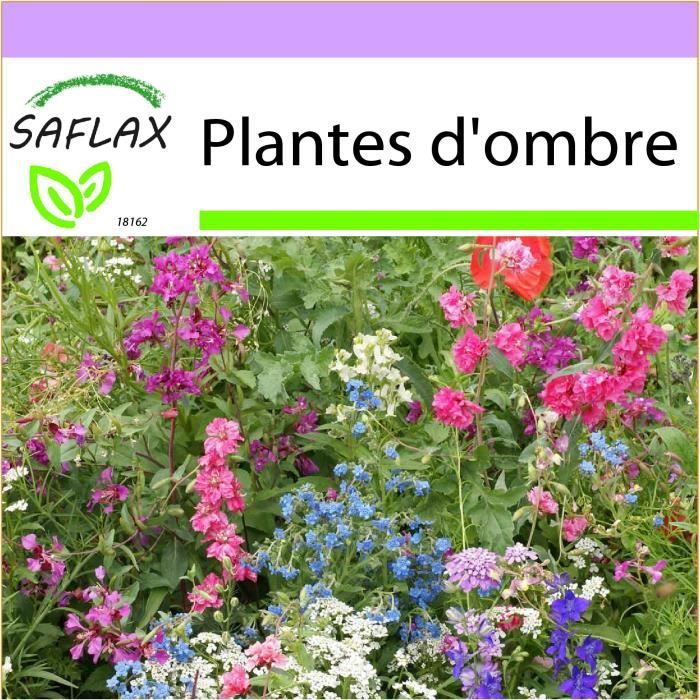 SAFLAX - Plantes d'ombre - 1000 graines - 19 Variétés