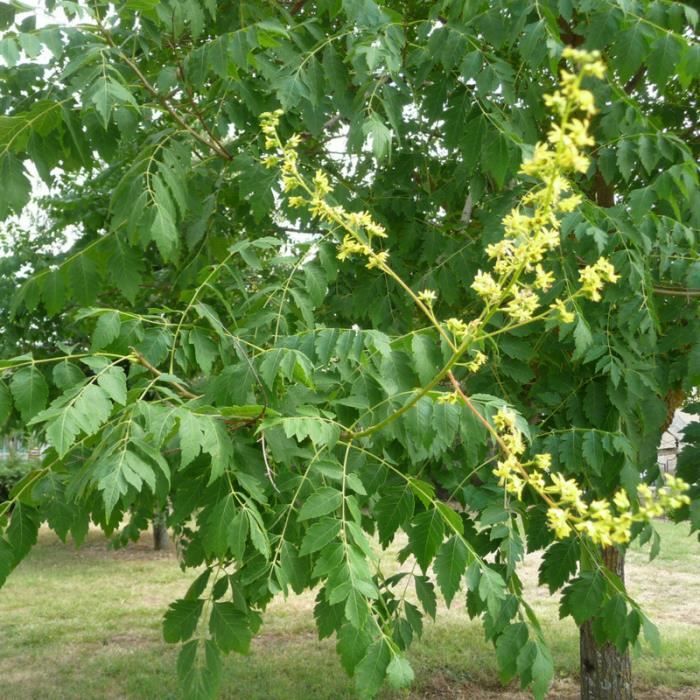 Belles Sauvages Et Plus Mahonia Aquifolium Bientot Prunes