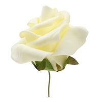 Mini rose ivoire x12
