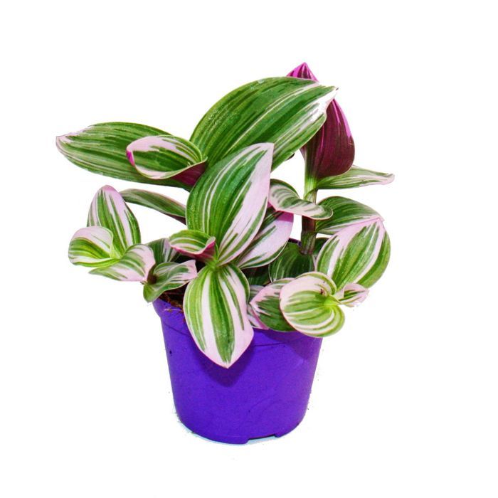 Kit Démarrage Plantes Carnivores Exotenherz - 5 Plantes + Terreau Spécial