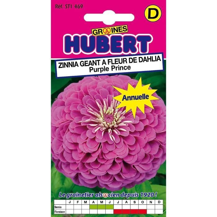 Graines Zinnia Géant Fleur De Dahlia - Pour Massifs Et Bouquets - Semis Printemps - Floraison été/automne