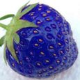 200pcs graines de fraise bleue -Bleu-3