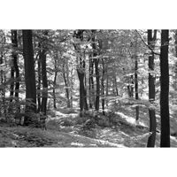 Papier Peint Photo INTISSÉ-(201536)-FORÊT-300x223 cm-6 lés-Mural Poster Géant XXL-Noir Blanc-Arbre Paysage Nature Jungle Bois Trees