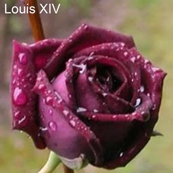 Graines De Rose Du Désert - France