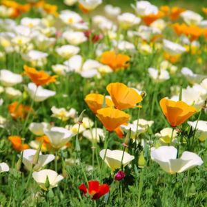 GRAINE - SEMENCE Jardinage California Poppy, Doré Graines de pavot 