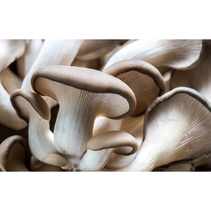 Mycélium De Pleurote En Tube 15ml - Kit Culture Champignons à La Maison