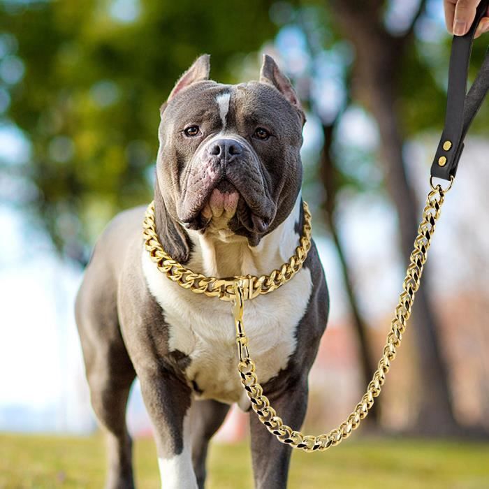 Collier et laisse - COUVRE EPAULES - Acier inoxydable - Argent et Or - Pour chien moyen - Super bain