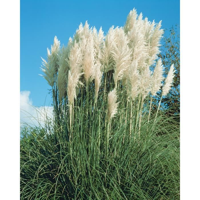 Herbe de la pampa blanche-CORTADERIA SELLOANA– GYNERIUM–Plant de 2  ans-Livré en godet-Croissance très rapide - Cdiscount Jardin