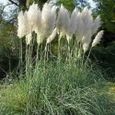 Herbe de la pampa blanche-CORTADERIA SELLOANA– GYNERIUM–Plant de 2 ans-Livré en godet-Croissance très rapide -1