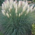 Herbe de la pampa blanche-CORTADERIA SELLOANA– GYNERIUM–Plant de 2 ans-Livré en godet-Croissance très rapide -2