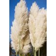 Herbe de la pampa blanche-CORTADERIA SELLOANA– GYNERIUM–Plant de 2 ans-Livré en godet-Croissance très rapide -3