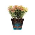 ELHO Loft Urban Pot de fleurs rond Haut 35 - Jaune - Ø 34 x H 45 cm - extérieur - 100% recyclé-4