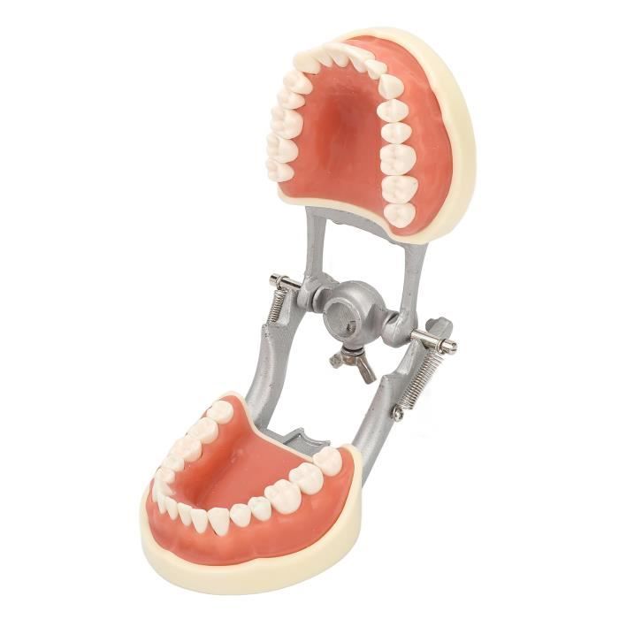 Modèle De Dents Dentaires (Typodont) Pour Démonstration & Enseignement - Orthodontie, Dentisterie - Neuf
